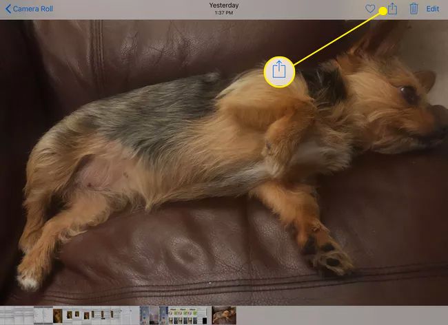 An iPad photos with the Share button highlighted